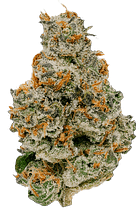 Northern California Cannabis Strains | Sattva Genetics