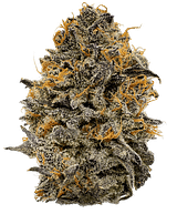 Northern California Cannabis Strains | Sattva Genetics