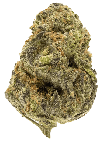 Northern California Cannabis Strain GovernMint Oasis