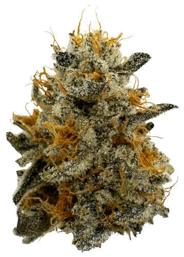 Northern California Cannabis Strain Marmalade