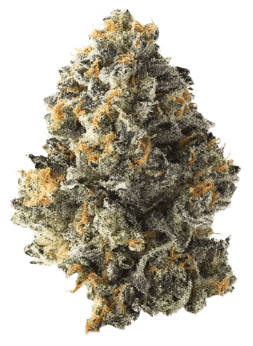 Northern California Cannabis Strain Gelo Belts