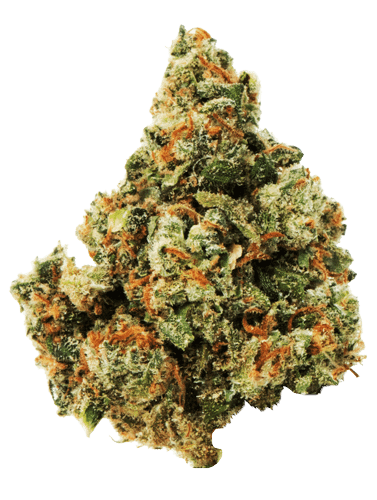 Northern California Cannabis Strain Jack Herer