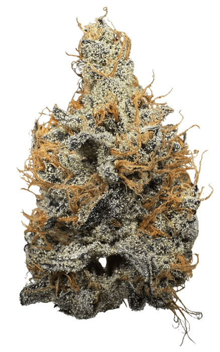 Northern California Cannabis Strain GovernMint Oasis