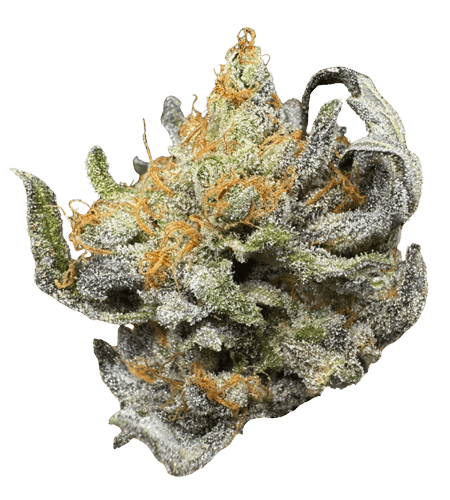 Northern California Cannabis Strain Strawberry Biscotti