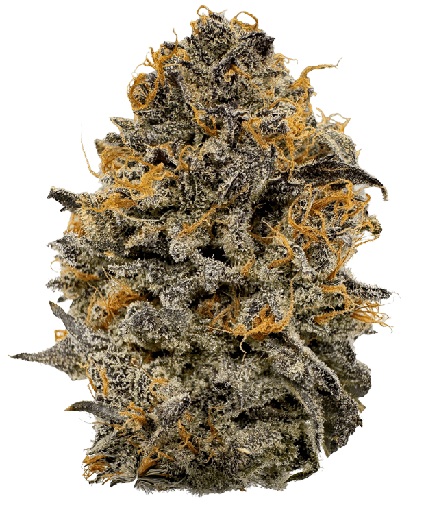 Northern California Cannabis Strain Gelo Belts