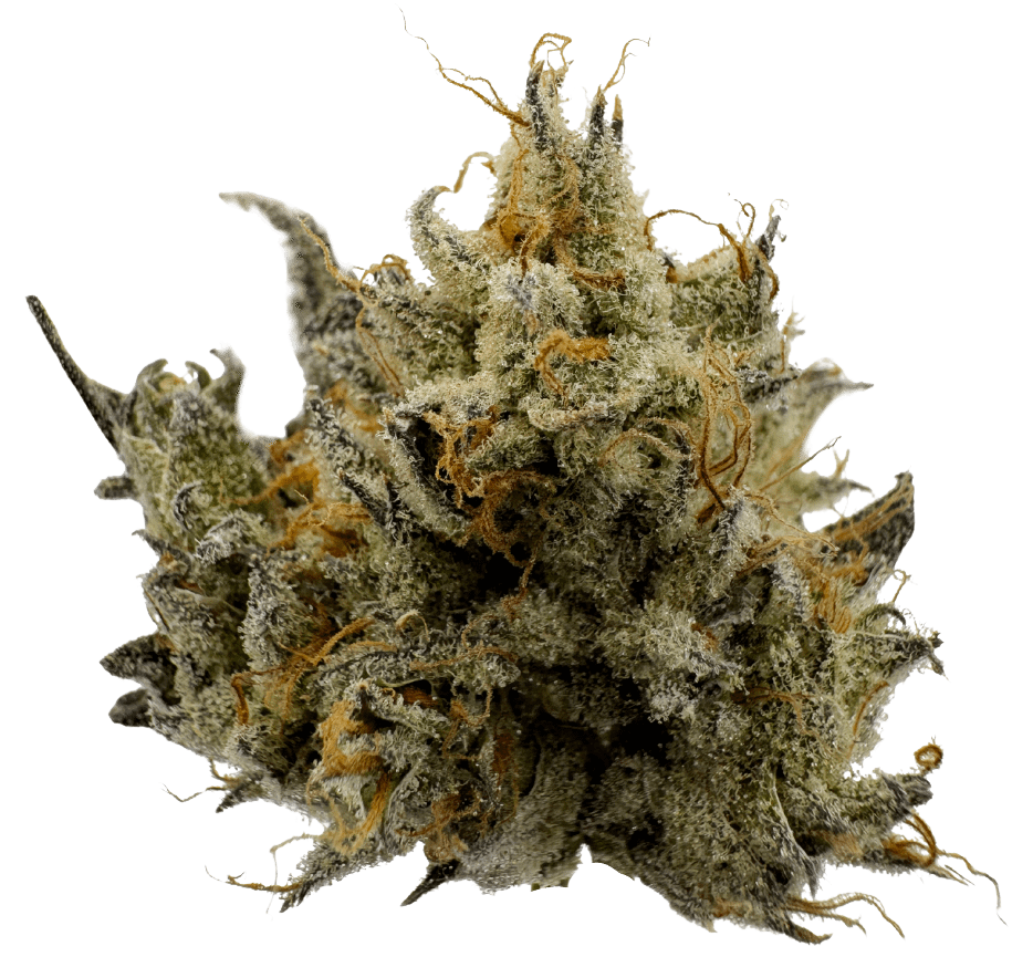 Northern California Cannabis Strain Bolinas