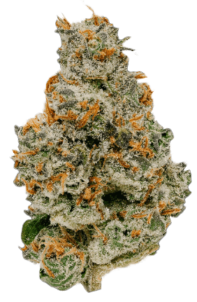 Moroccan Peaches Strain | Sattva Cannabis Indoor Flower